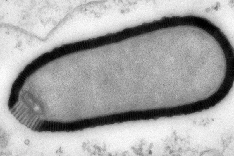 Illustration for article titled Científicos reaniman un nuevo virus de hace 30.000 años encontrado en Siberia